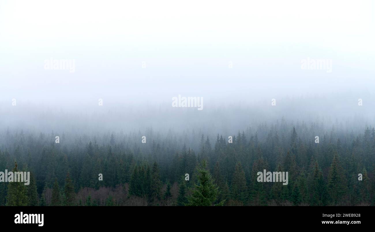 Rain fog conditions in pine hi-res stock photography and images - Alamy