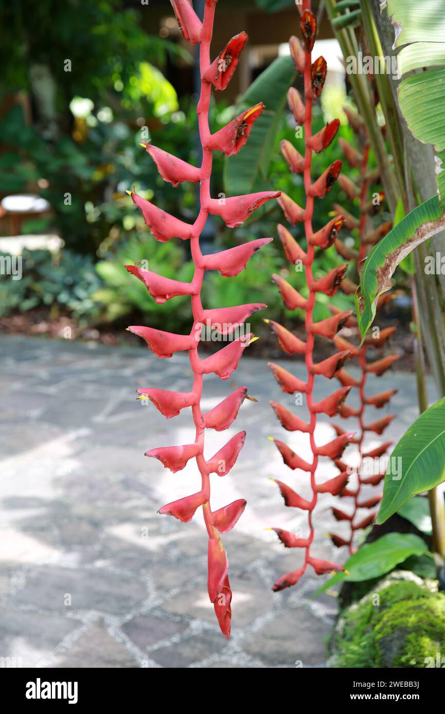 Heliconia Collinsiana, Singapore National Orchid Gardens Stock Photo