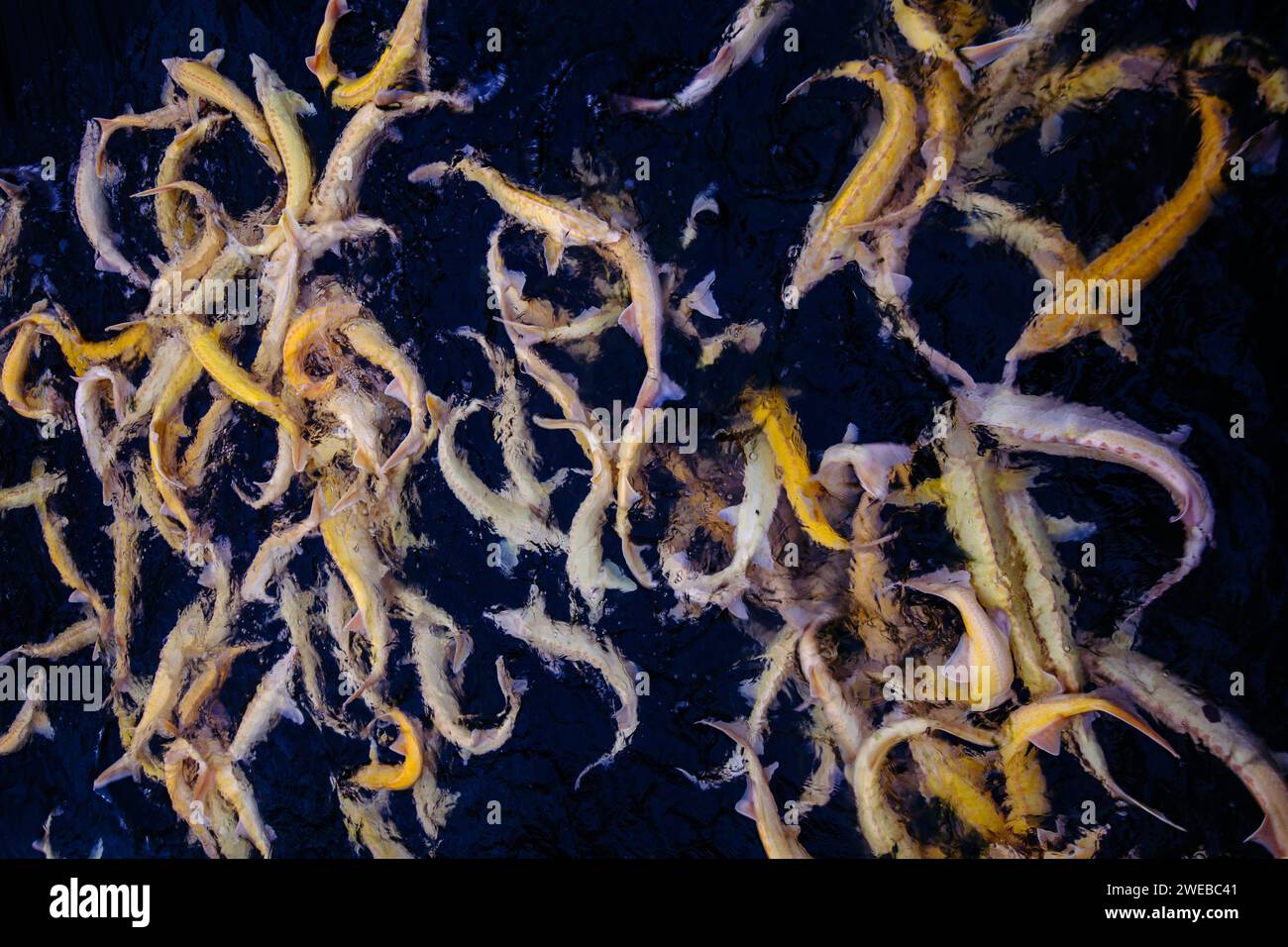 Live albino sturgeons in the cage in fish breeding farm. Stock Photo