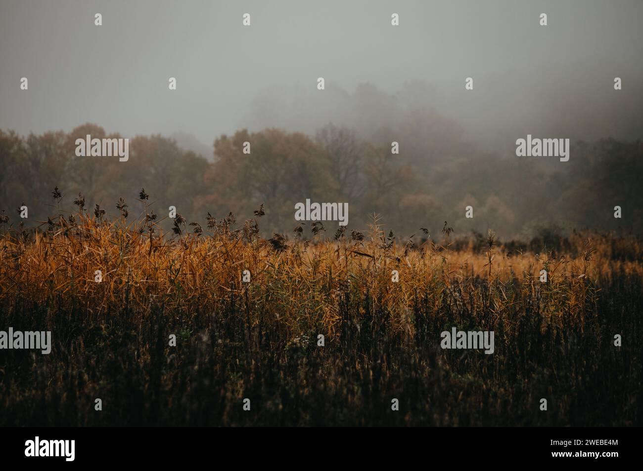 Navigating the Emotional Depths of a Melancholic Morning, Edited to Amplify the Gloomy Atmosphere Stock Photo