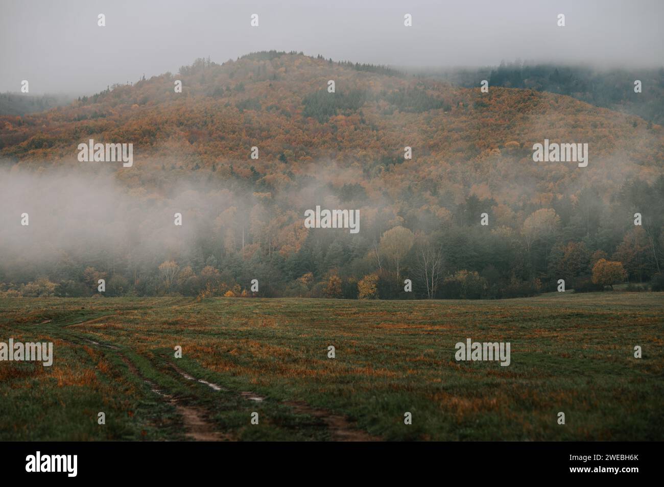 Whispers of Solitude: A Melancholic Symphony in Brown and Gray on a Fog-Enveloped Autumn Morning Stock Photo