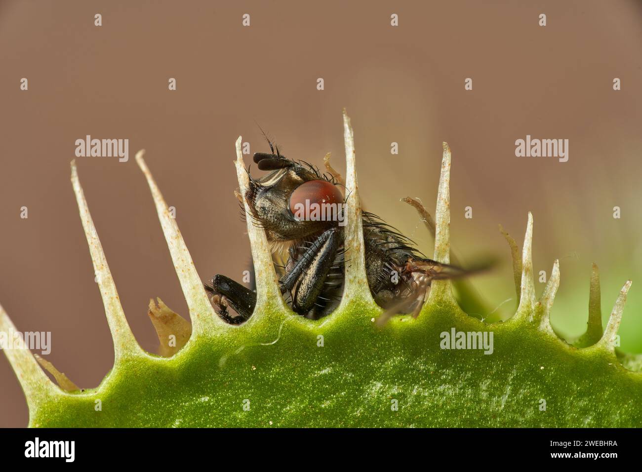 Little fly caught in a venus flytrap – no way to escape Stock Photo