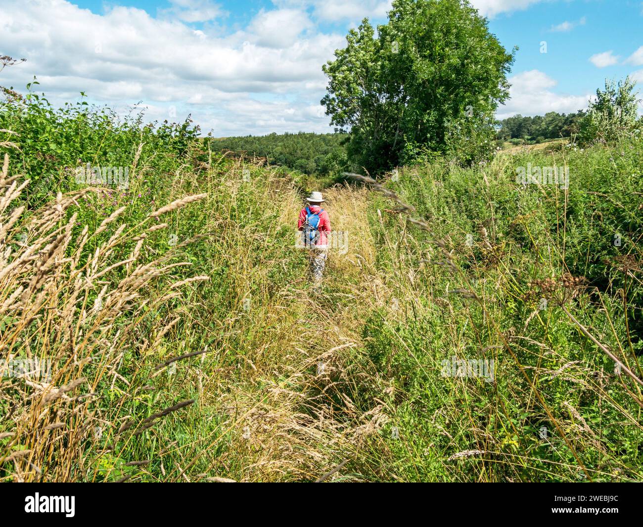 Female walker/ rambler on overgrown footpath in Summer, Leicestershire, England, UK Stock Photo