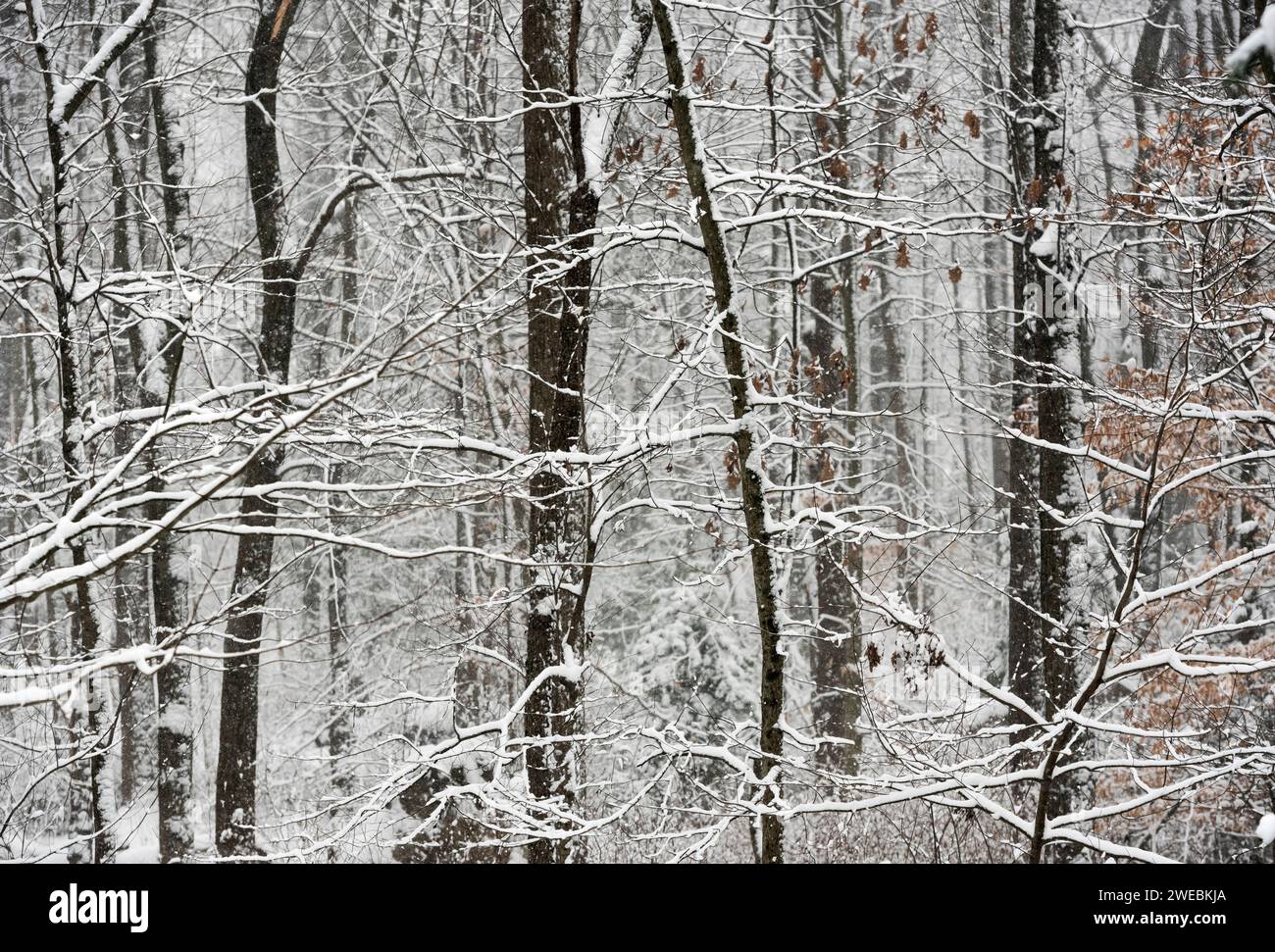 Detail of forest trees covered with snow. Stock Photo
