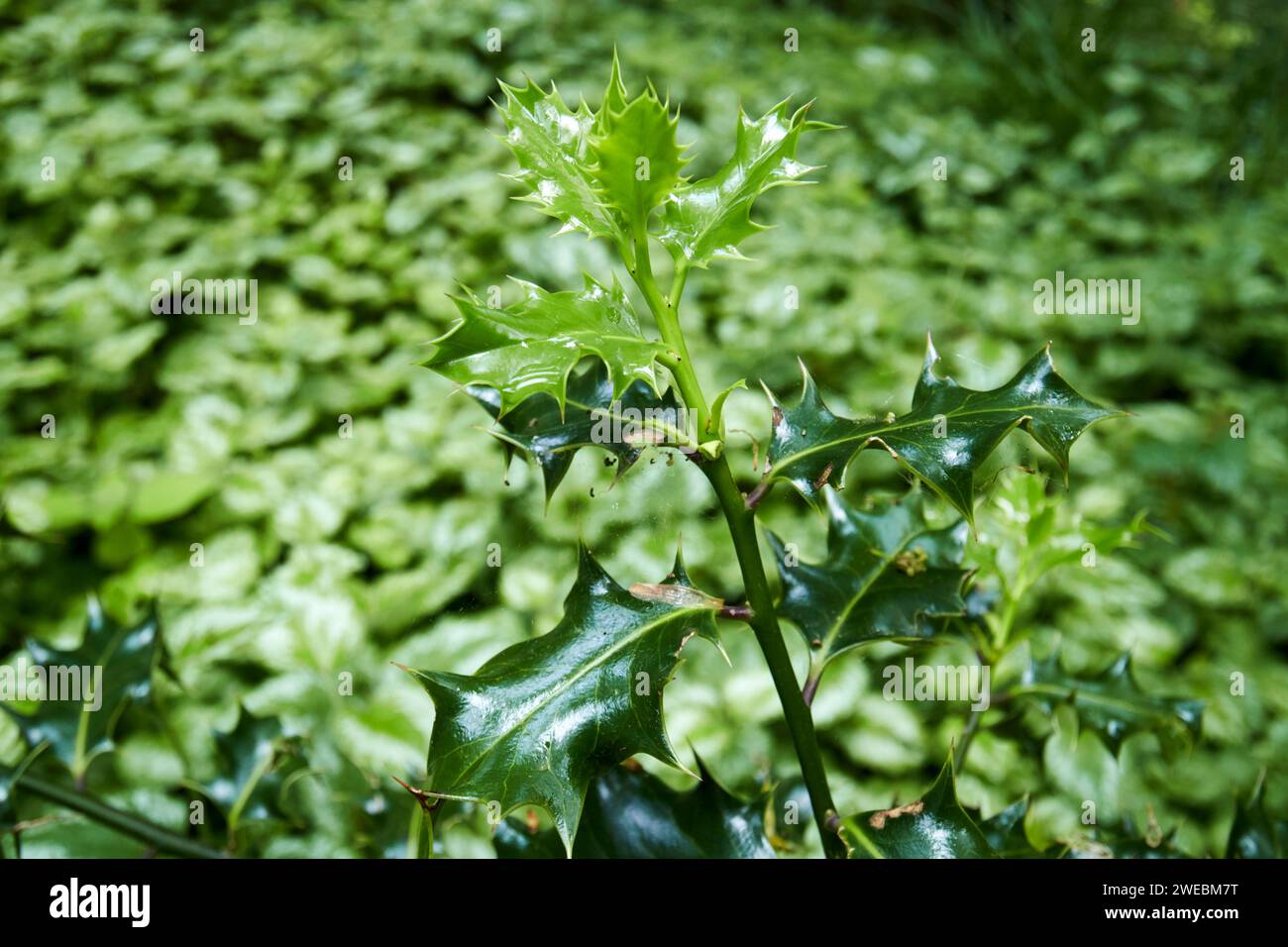 new holly leaves and shoots on a plant in woodland england uk Stock Photo