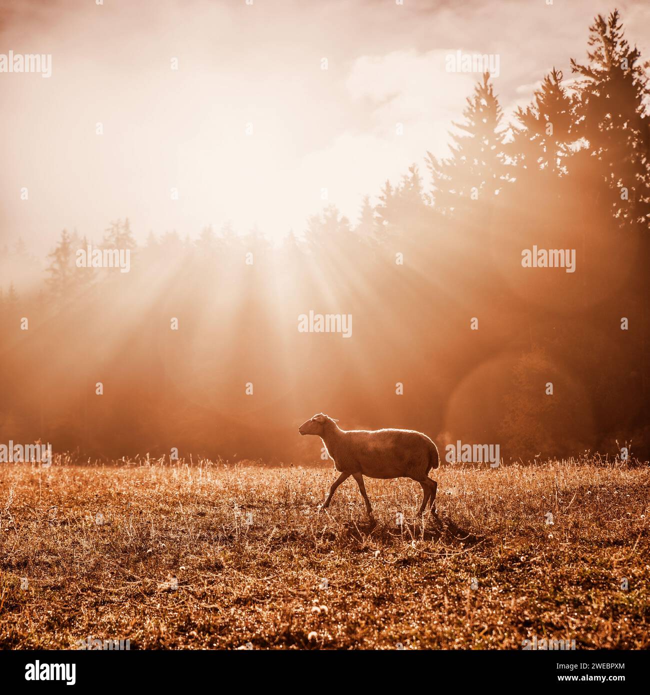 A lonely sheep in the autumn morning pasture. Square format, with an orange sunrise mood. Photo inspired by the Bible story about a lonely sheep and G Stock Photo