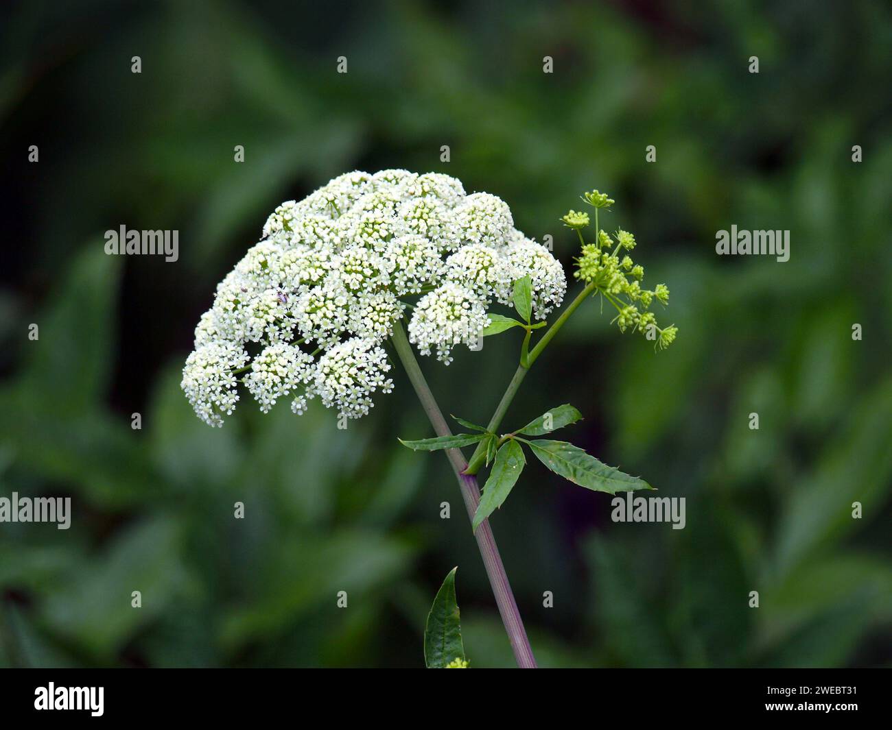 Water Hemlock or Cicuta. This is one of North America's most toxic plants being poisonous to humans. Stock Photo