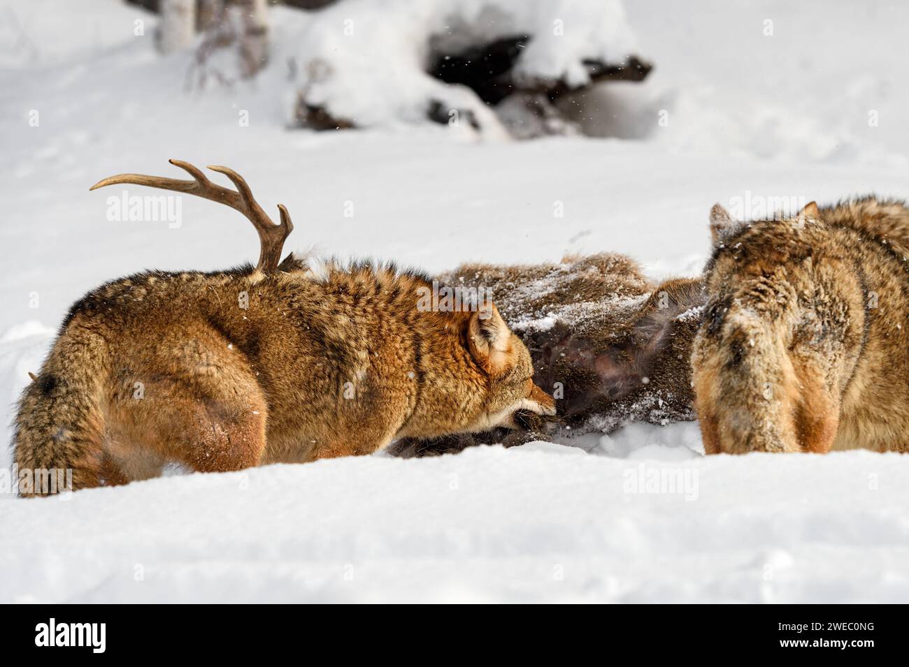 Coyote Pack (Canis latrans) Feeds at Deer Carcass Winter - captive animals Stock Photo