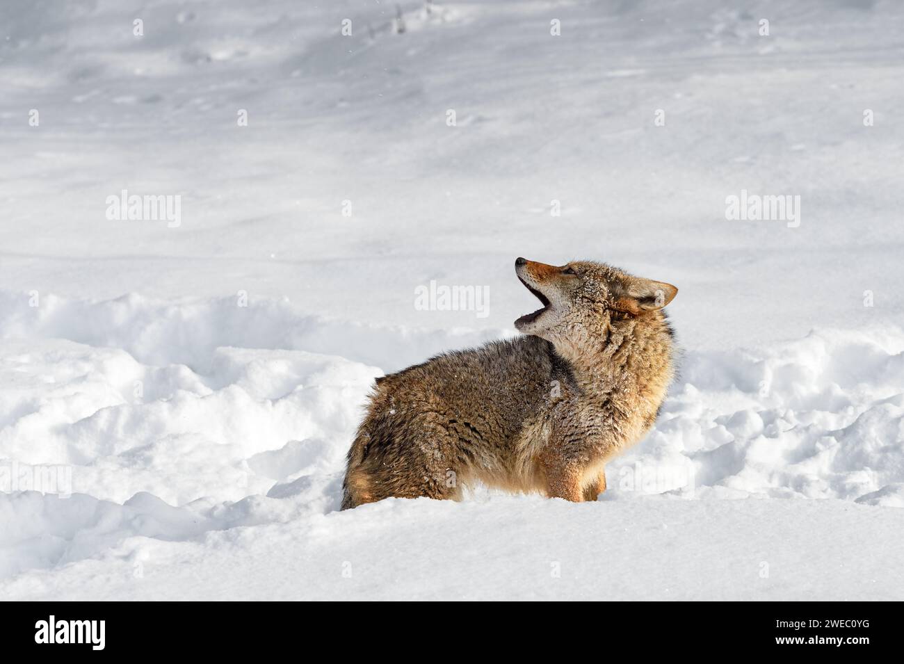 Coyote (Canis latrans) Lifts Head Over Back Howling Winter - captive animal Stock Photo