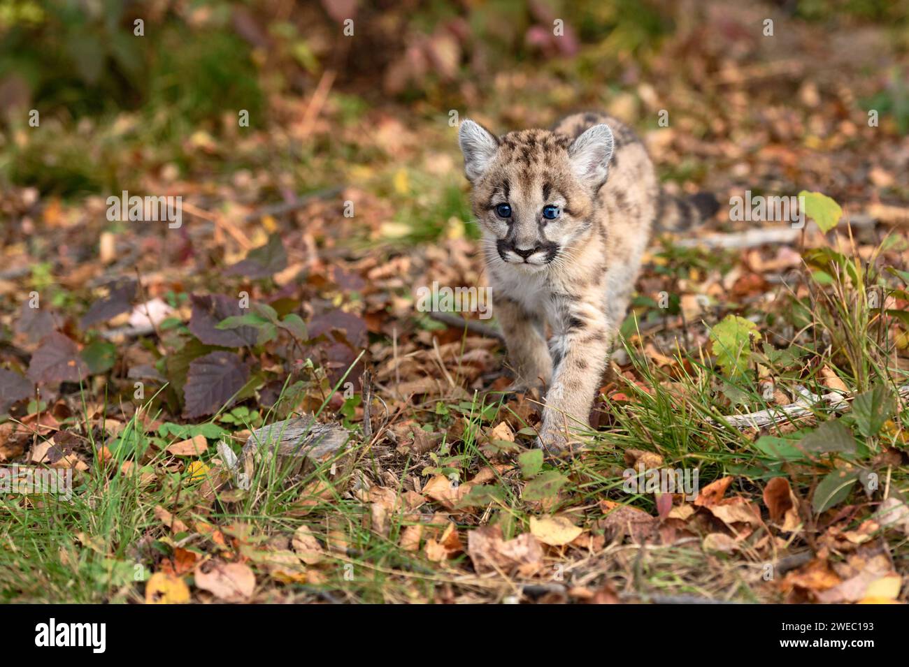 Cougar Kitten (Puma concolor) Walks Forward Looking Out Autumn - captive animal Stock Photo