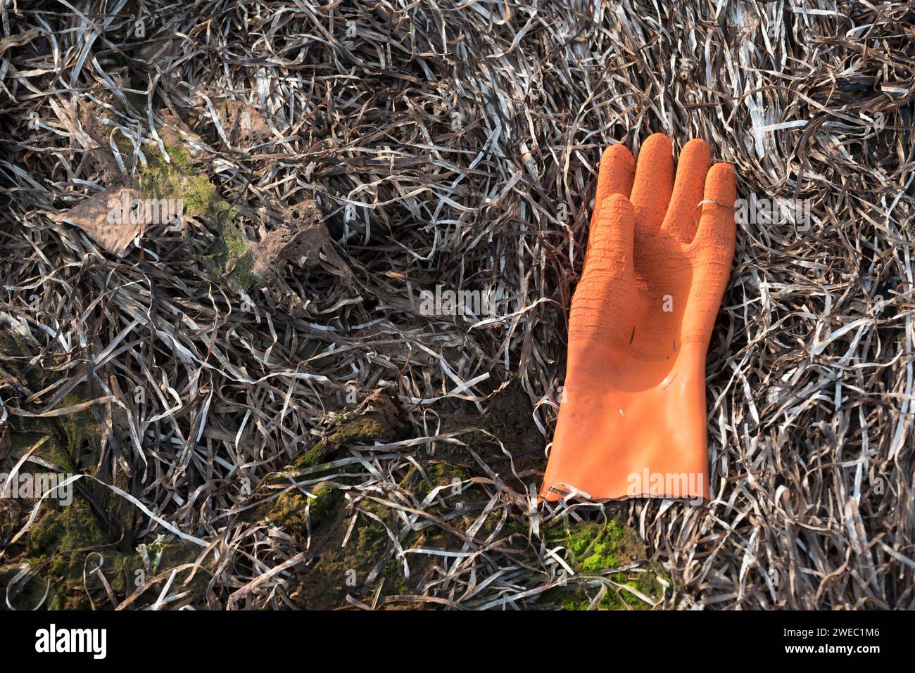Orange rubber glove discarded on a seaweed covered beach in Prince Edward Island, Canada Stock