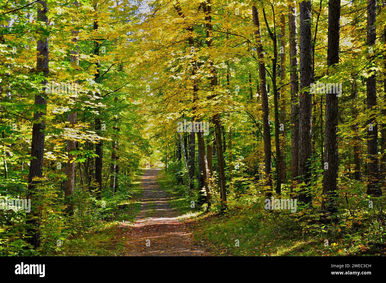 A footpath in the forest in autumn Stock Photo - Alamy