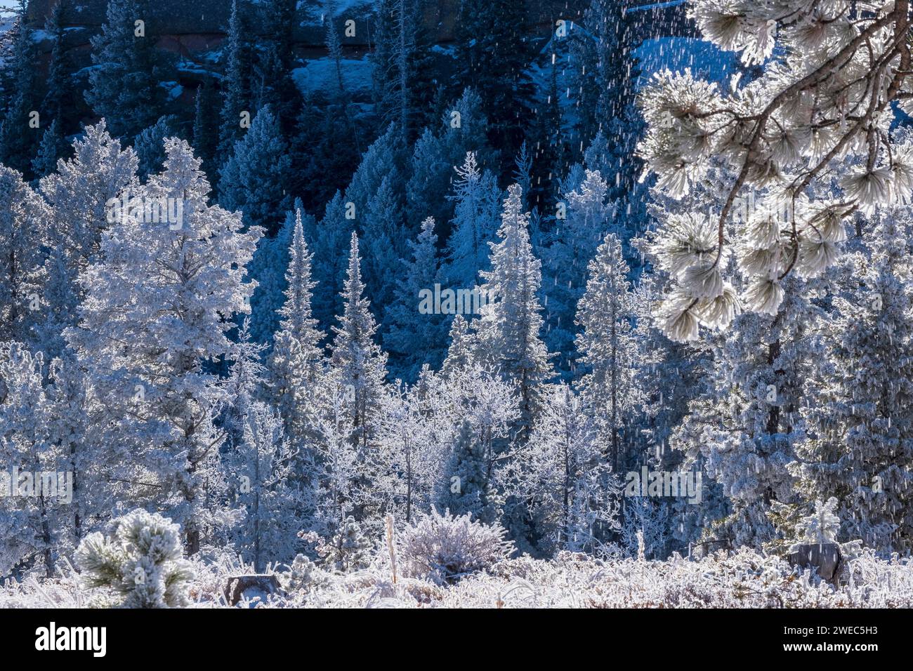 Snow covered pine trees at Vedauwoo Recreation Area west of Cheyenne, Wyoming, USA Stock Photo
