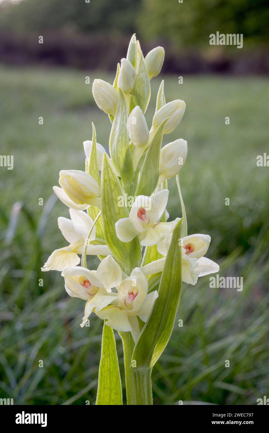 Dactylorhiza insularis, Orchidaceae. perennial bulbous herb, Wild european orchid. Rare plant. Tuscany, Italy. Stock Photo