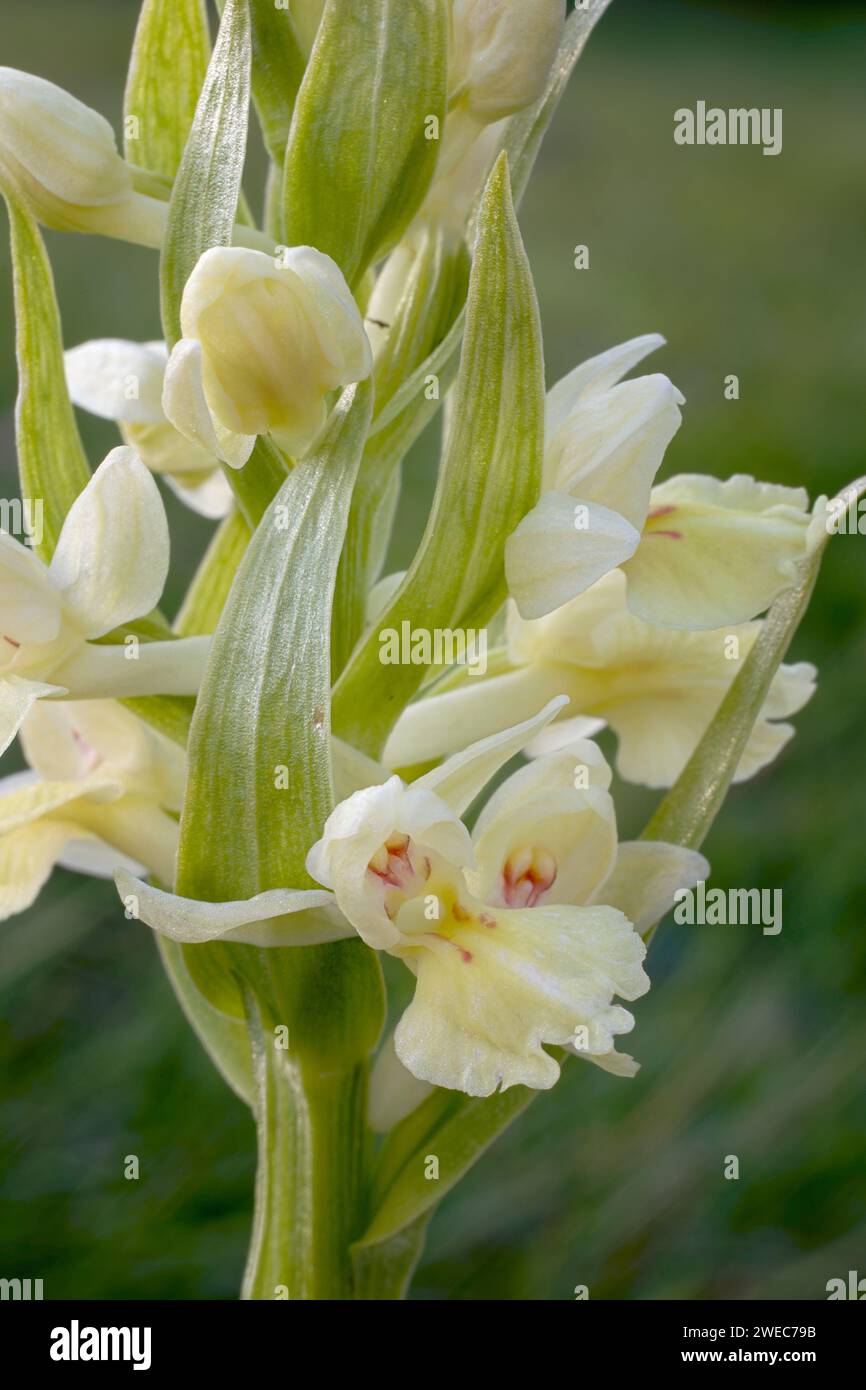 Dactylorhiza insularis, Orchidaceae. perennial bulbous herb, Wild european orchid. Rare plant. Tuscany, Italy. Stock Photo