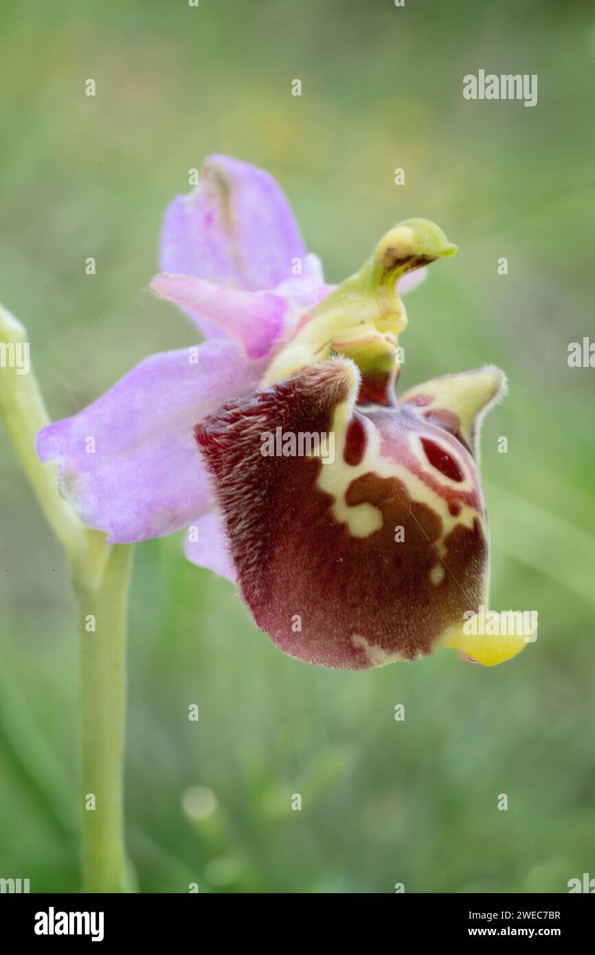 Ophrys dinarica, Orchidaceae. perennial bulbous herb, Wild european orchid. Rare plant. Tuscany, Italy. Stock Photo