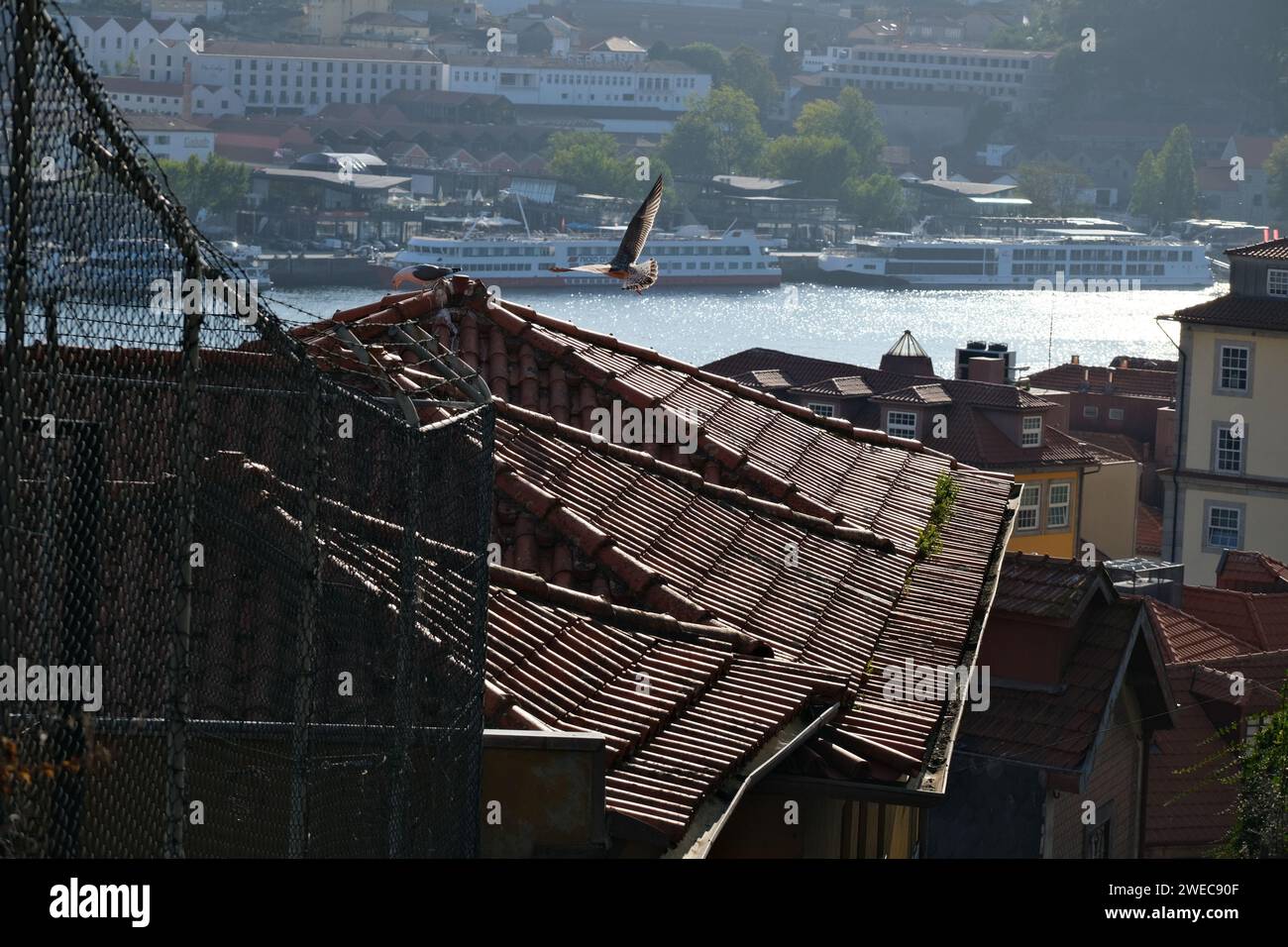 Step into history's embrace with the captivating charm of this