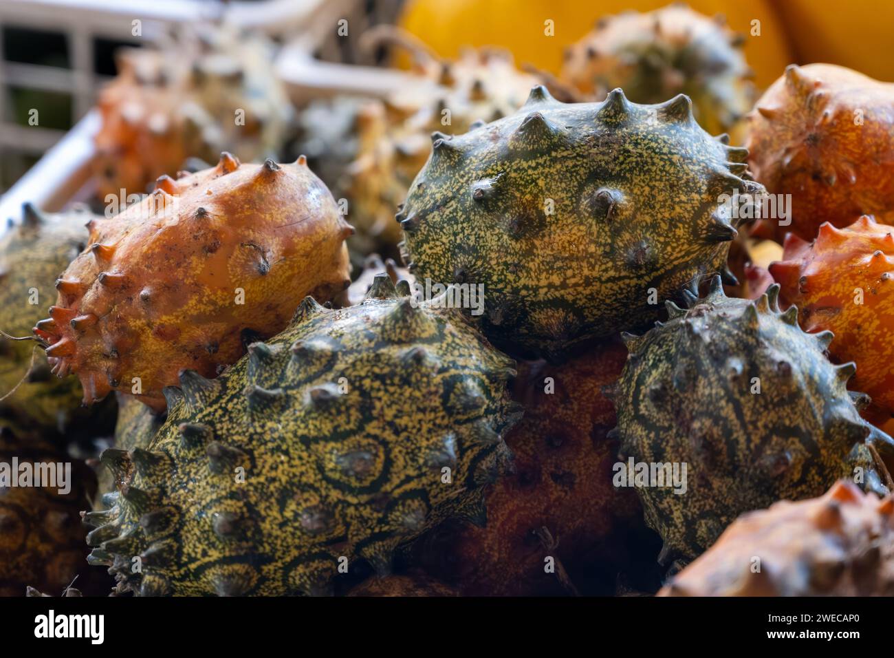 Fruit has horn like spines hires stock photography and images Alamy