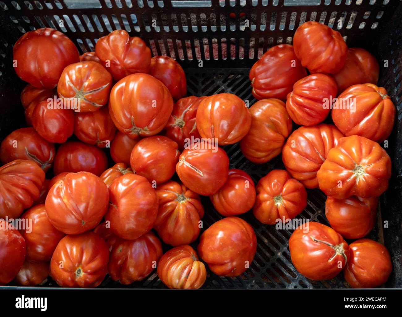 New harvest of fresh ripe red tomatoes in box on farmers market Stock ...