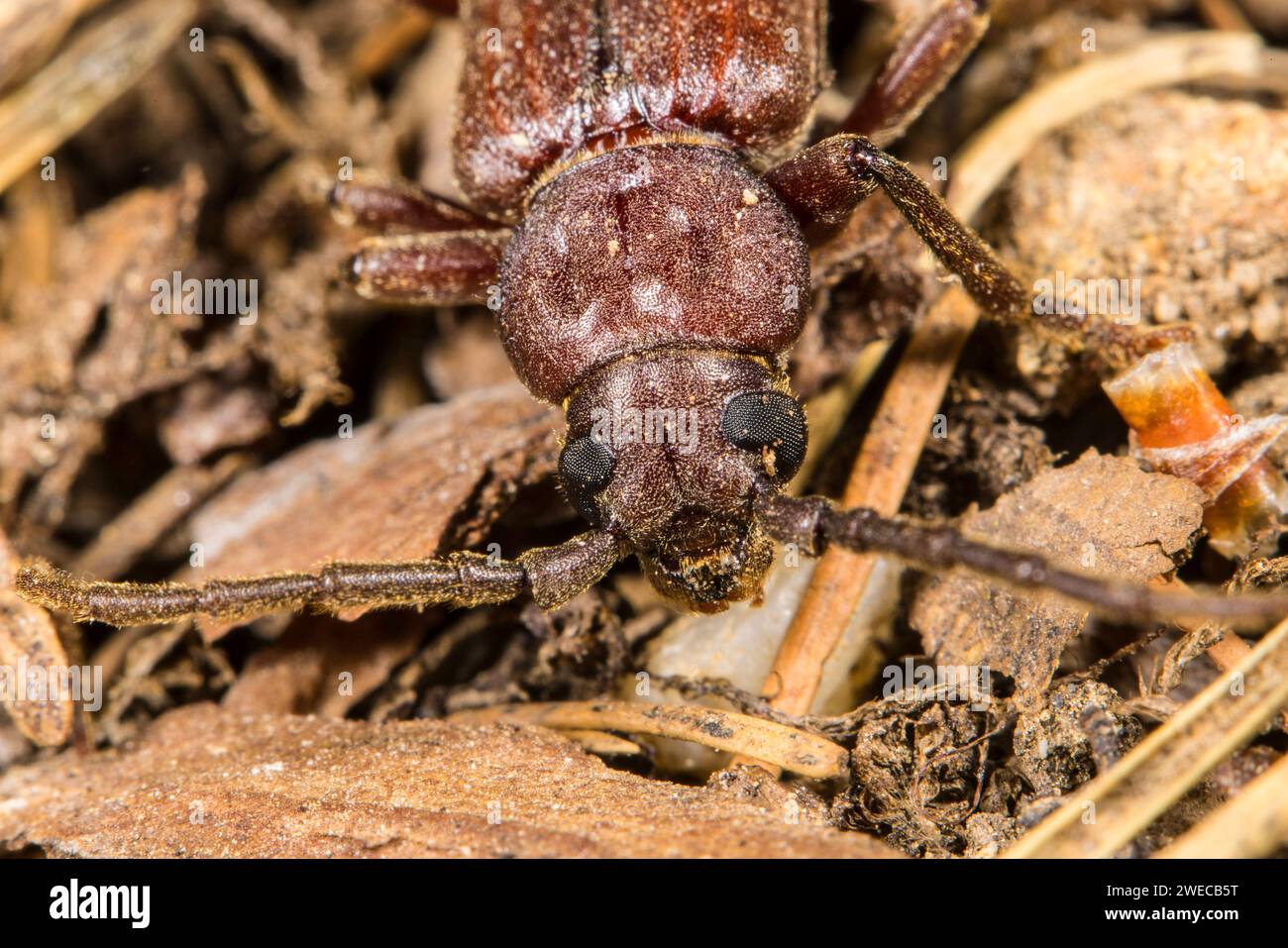 Rusty longhorn beetle, Rust pine borer (Criocephalus rusticus, Arhopalus rusticus), head, top view, Germany Stock Photo