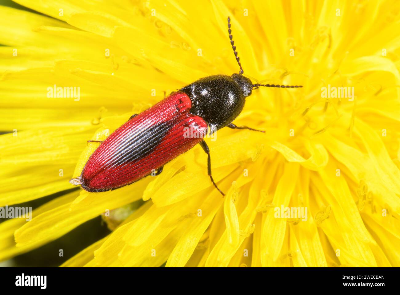 Black-centered click beetle (Ampedus sanguinolentus), sits on a composite plant, Germany Stock Photo