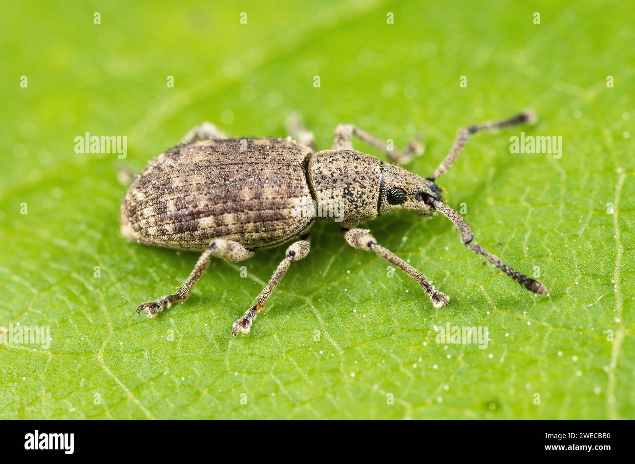 Broad Nosed Weevil (Simo hirticornis), sitting on a leaf, side view, Germany Stock Photo