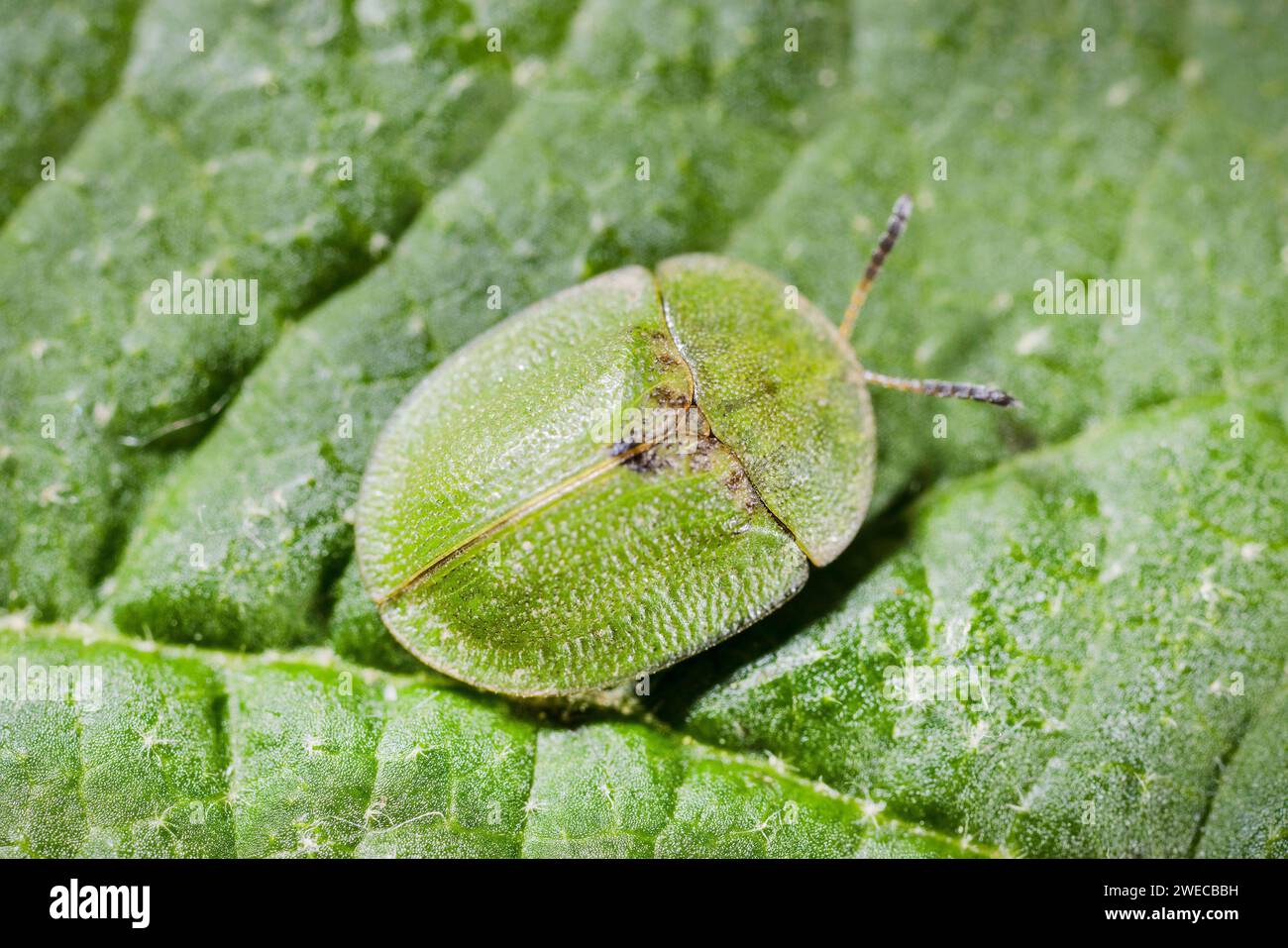 Thistle tortoise beetle (Cassida rubiginosa), sitting on a leaf, top view, Germany Stock Photo