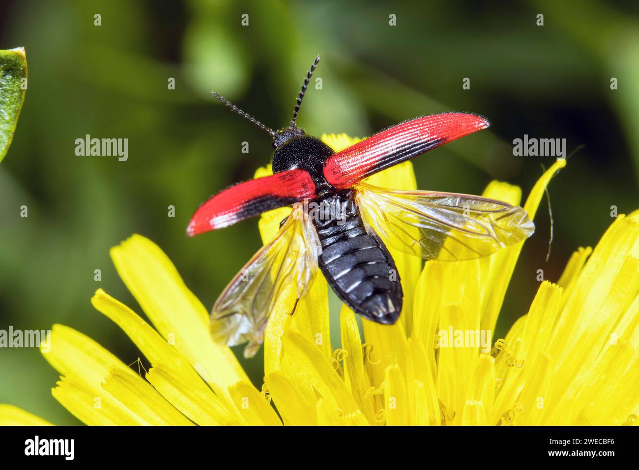 Black-centered click beetle (Ampedus sanguinolentus), starts from a composite plant, Germany Stock Photo