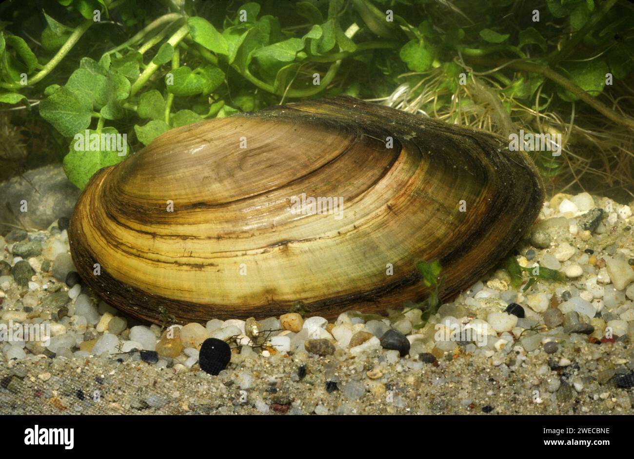 swan mussel (Anodonta cygnea), at the bottom of the pond, Germany Stock Photo