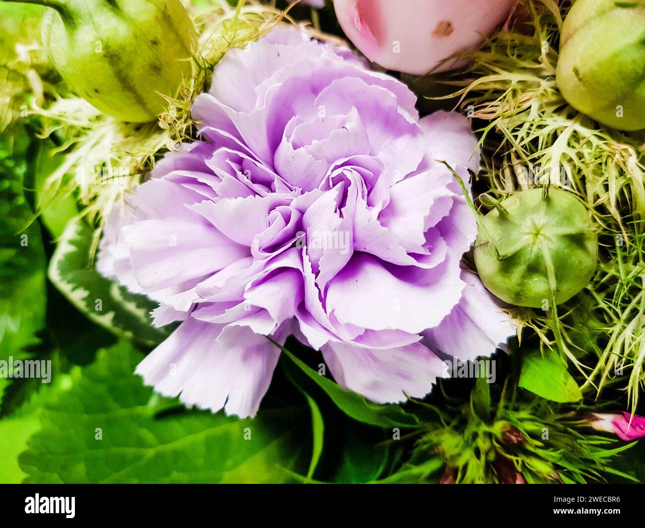 bouquet with carnations Stock Photo