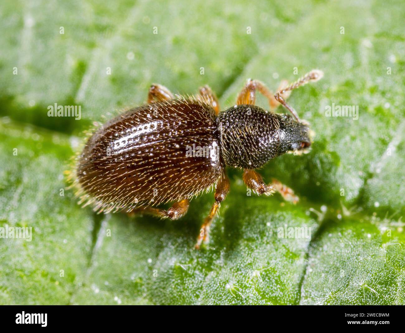 weevil (Barypeithes pellucidus, Exomias pellucidus), sitting on a leaf, Germany Stock Photo