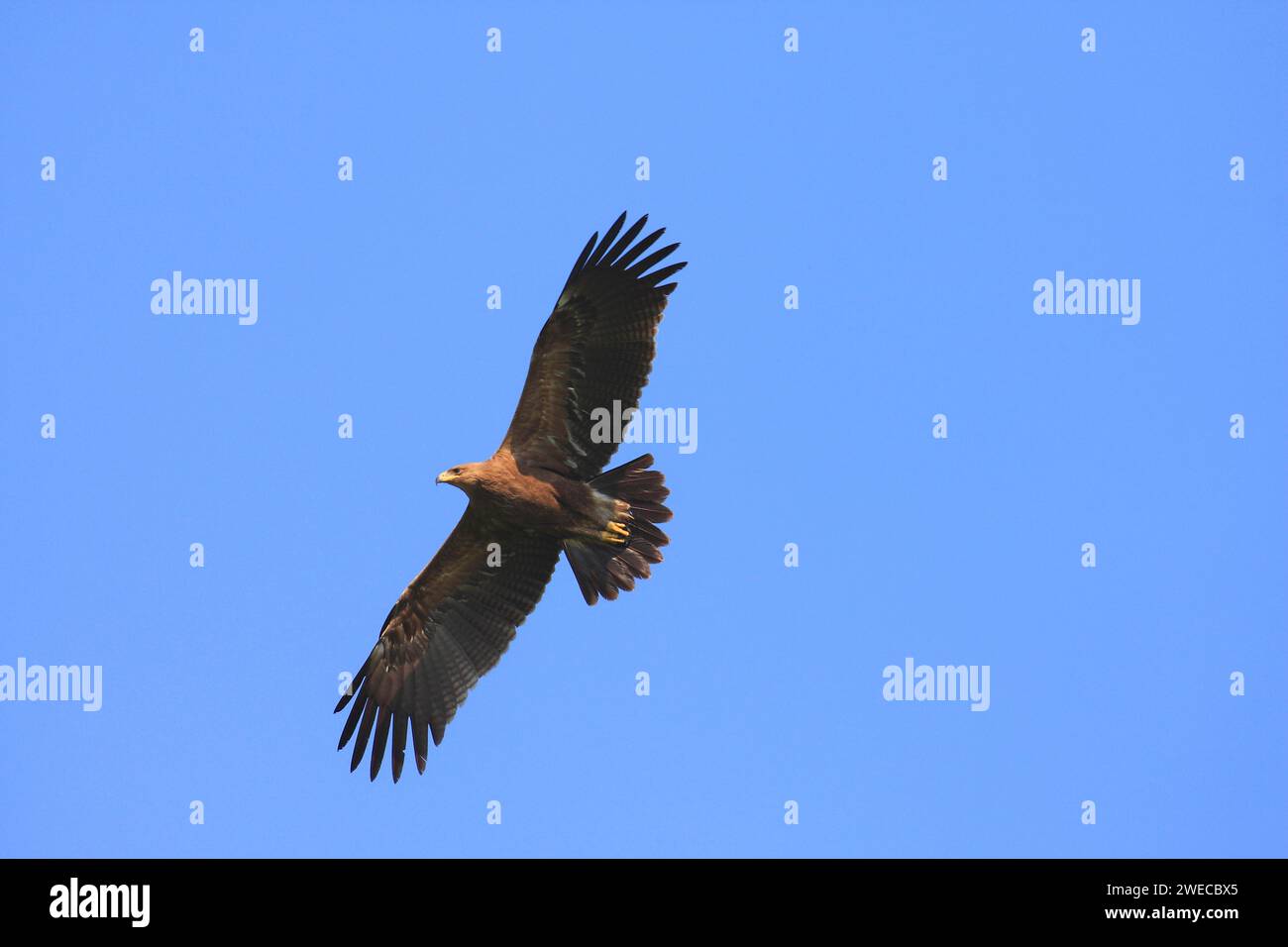 Adlerbussard buteo rufinus hi-res stock photography and images - Alamy