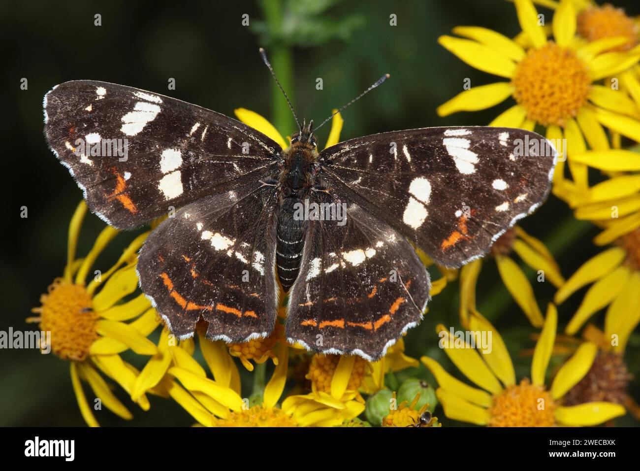 map butterfly, summer form (Araschnia levana f. prorsa), summer form on Senecio, Germany Stock Photo