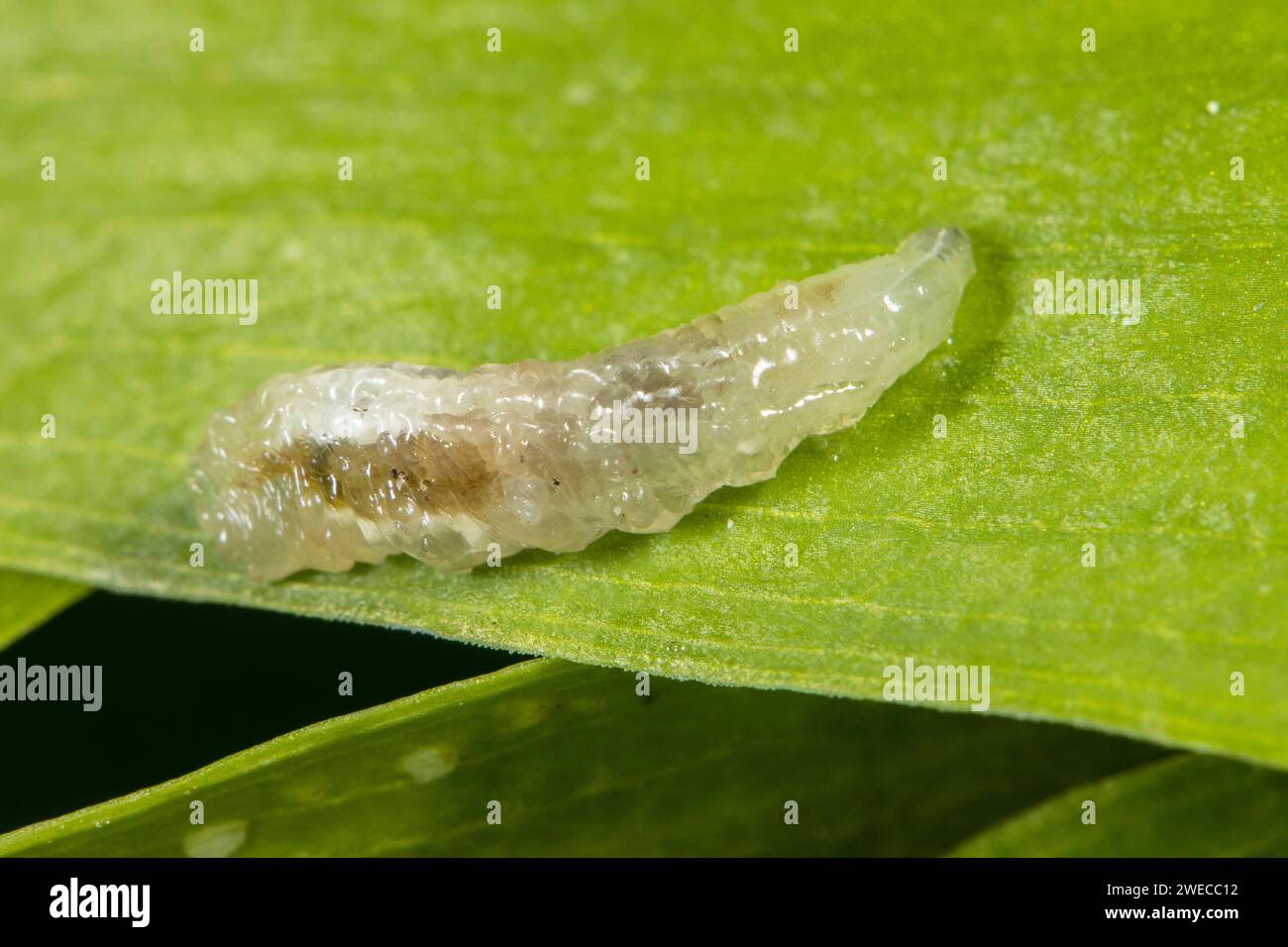 hoverflies, hover flies, syrphid flies, flower flies (Syrphidae), larva on leaf, Germany Stock Photo