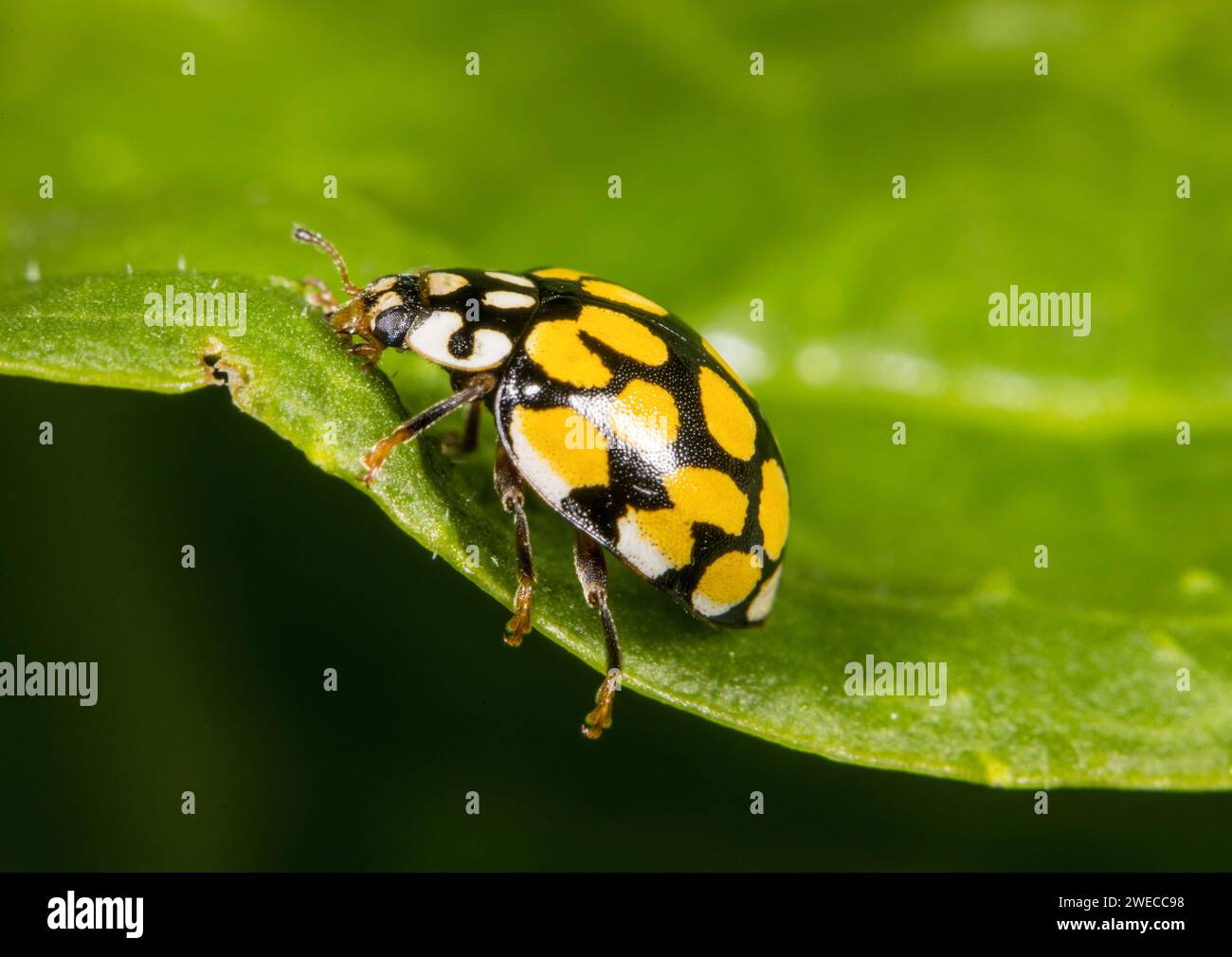 ladybird (Sospita vigintiguttata), sitting on a leaf, side view, Germany Stock Photo