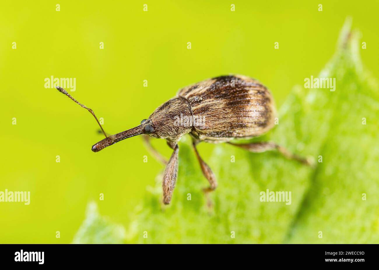 Bird-Cherry Weevil (Anthonomus rectirostris), sitting on a leaf, Germany Stock Photo
