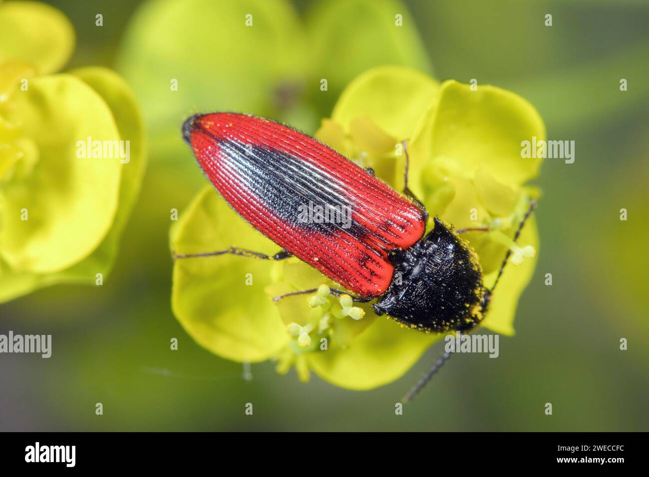 Black-centered click beetle (Ampedus sanguinolentus), sits on a spurge, Germany Stock Photo
