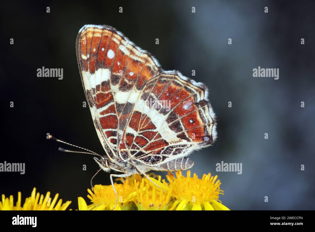 map butterfly, summer form (Araschnia levana f. prorsa), summer form on Senecio, Germany Stock Photo