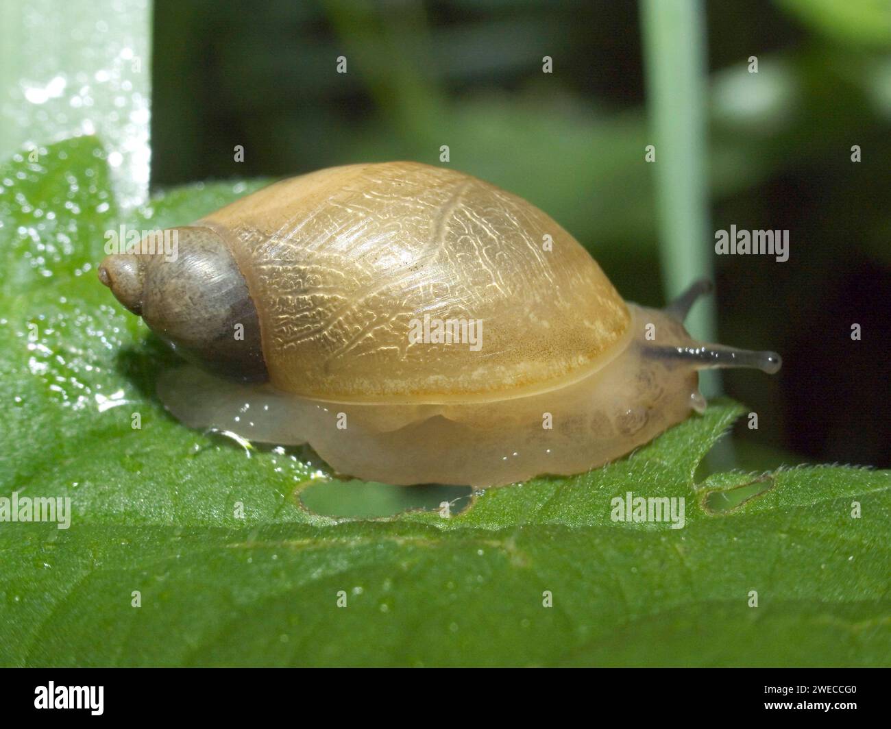 Rotten amber snail, Large amber snail, European ambersnail (Succinea putris), on a leaf, Germany Stock Photo