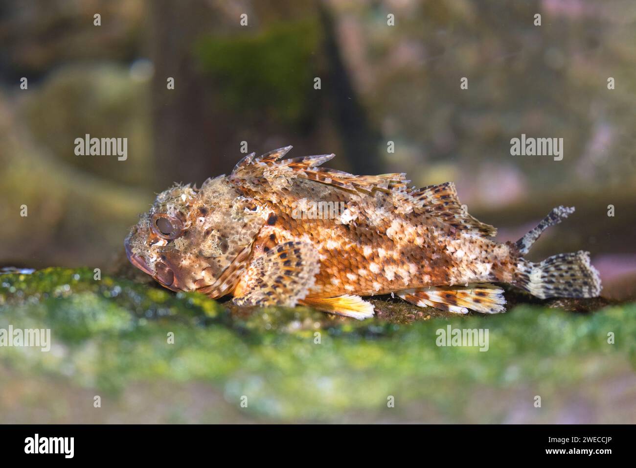 Madeira rockfish (Scorpaena maderensis), full-length portrait, side view, Madeira Stock Photo