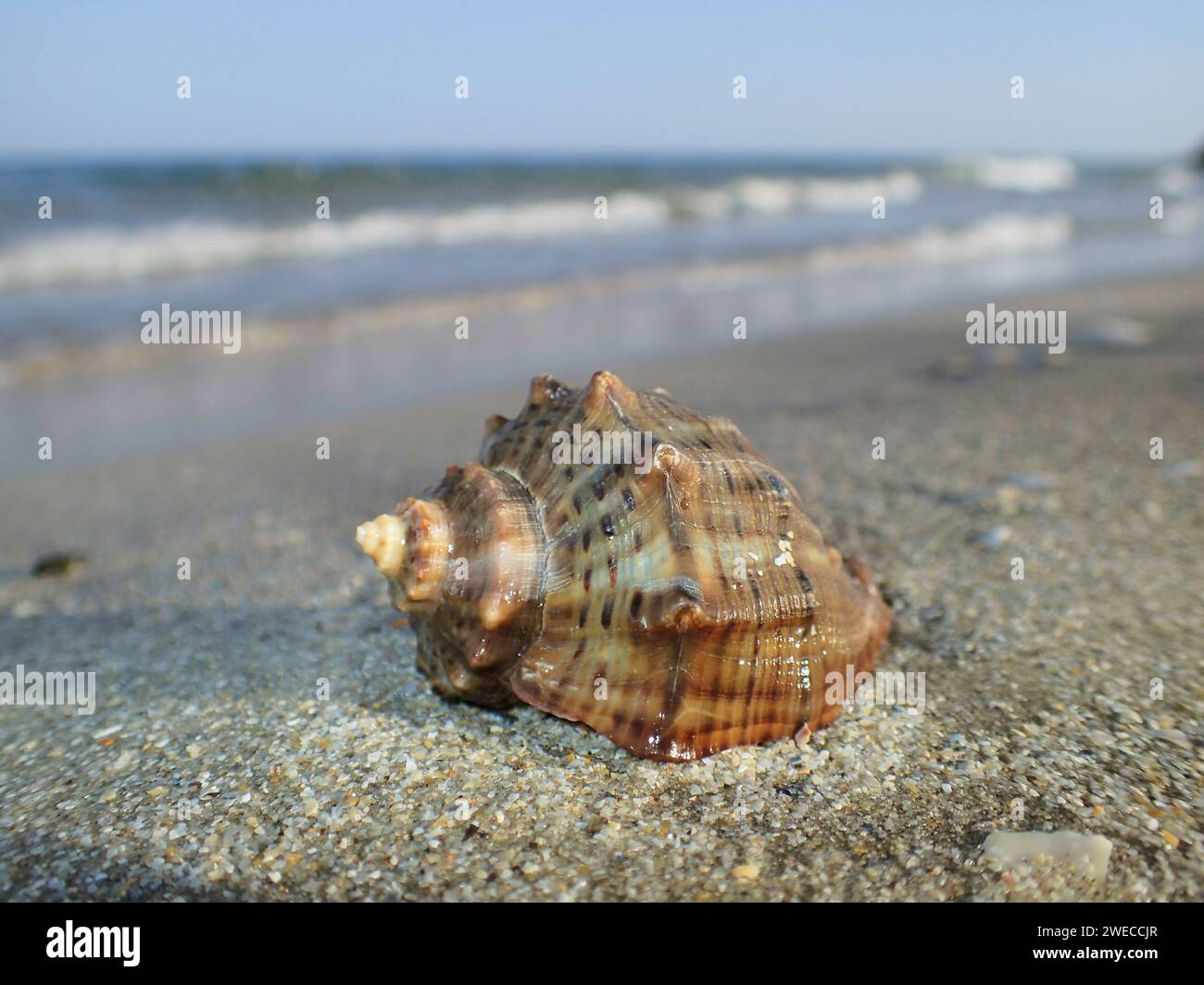 veined rapa whelk, Thomas's rapa whelk (Rapana venosa), on the beach, neozoon on the Black Sea, Romania Stock Photo