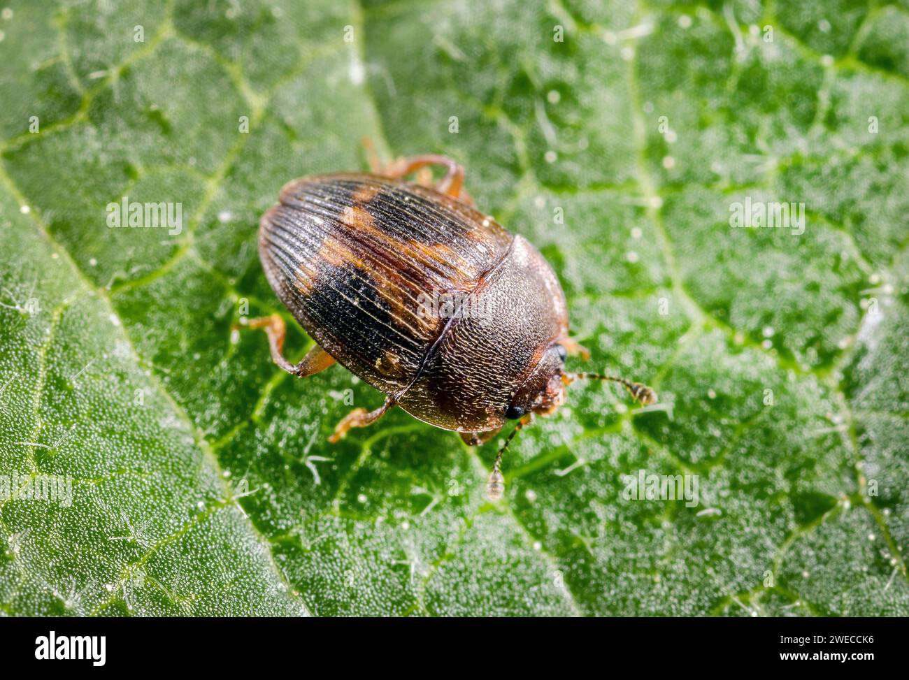 strawberry sap beetle (Stelidota geminata), sitting on a leaf, top view, Germany Stock Photo