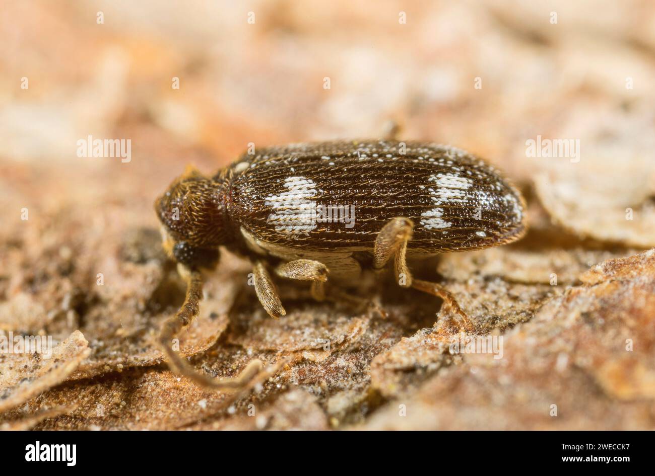 Spider beetle (Ptinus sexpunctatus), side view, Germany Stock Photo