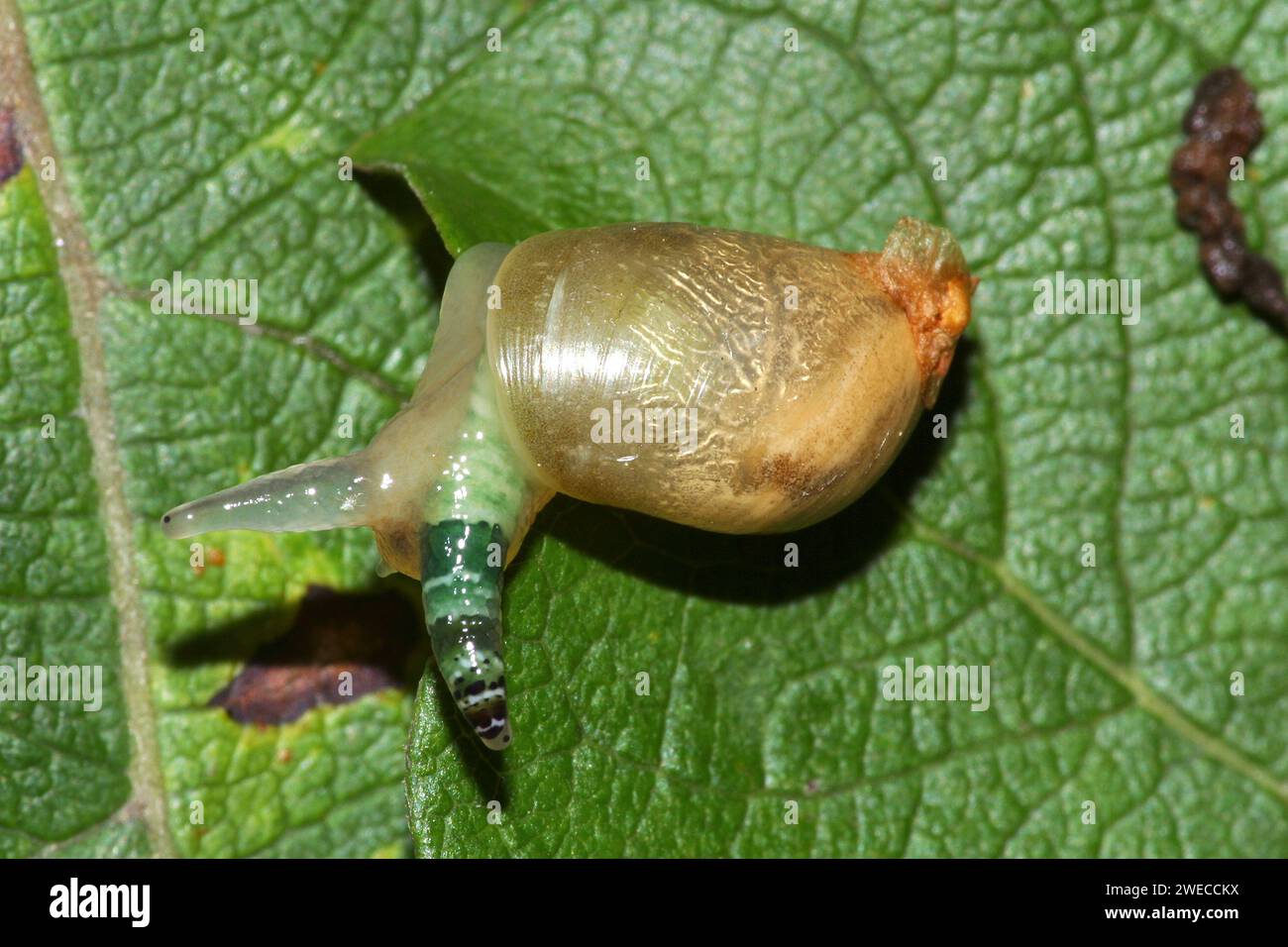 Rotten amber snail, Large amber snail, European ambersnail (Succinea putris), parasitized, Germany Stock Photo