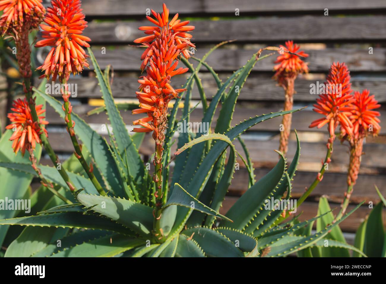 Mountain Aloe (Aloe marlothii) close-up in bloom in the garden. Mountain Aloe is a large evergreen succulent Stock Photo