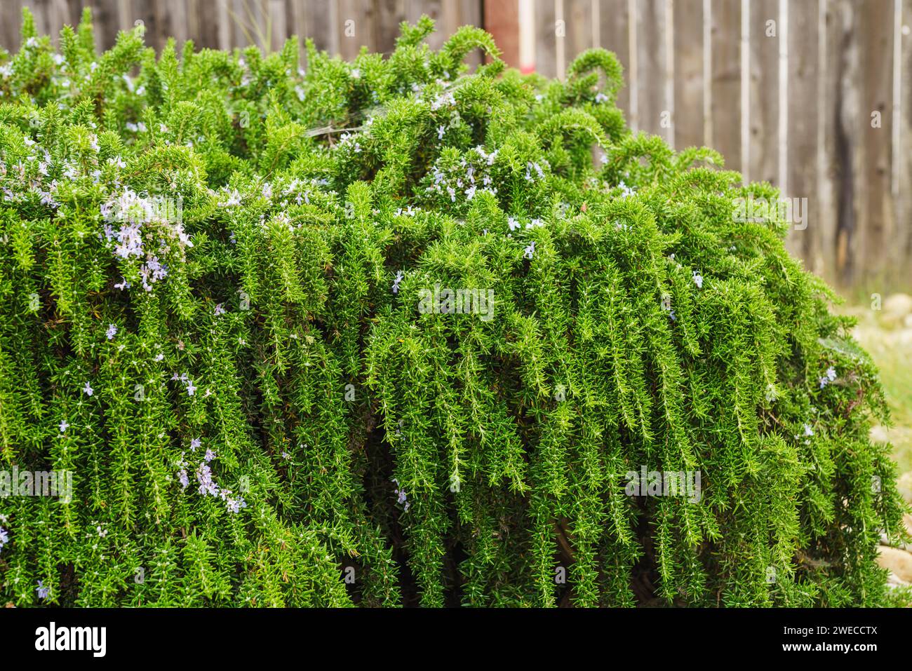 Rosemary bushes planted along the footpath make a beautiful low hight ...