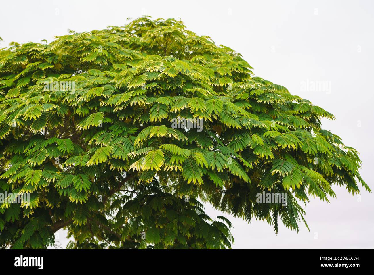 Silk tree acacia (Albizia julibrissin) or Persian Silk tree or mimosa tree, beautiful ornamental plant in city park. Stock Photo