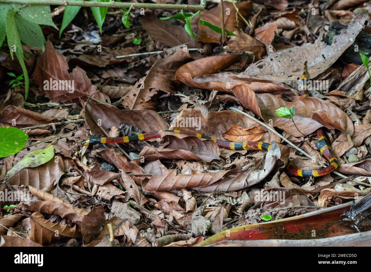 Costa ricas dangerous fauna hi-res stock photography and images - Alamy