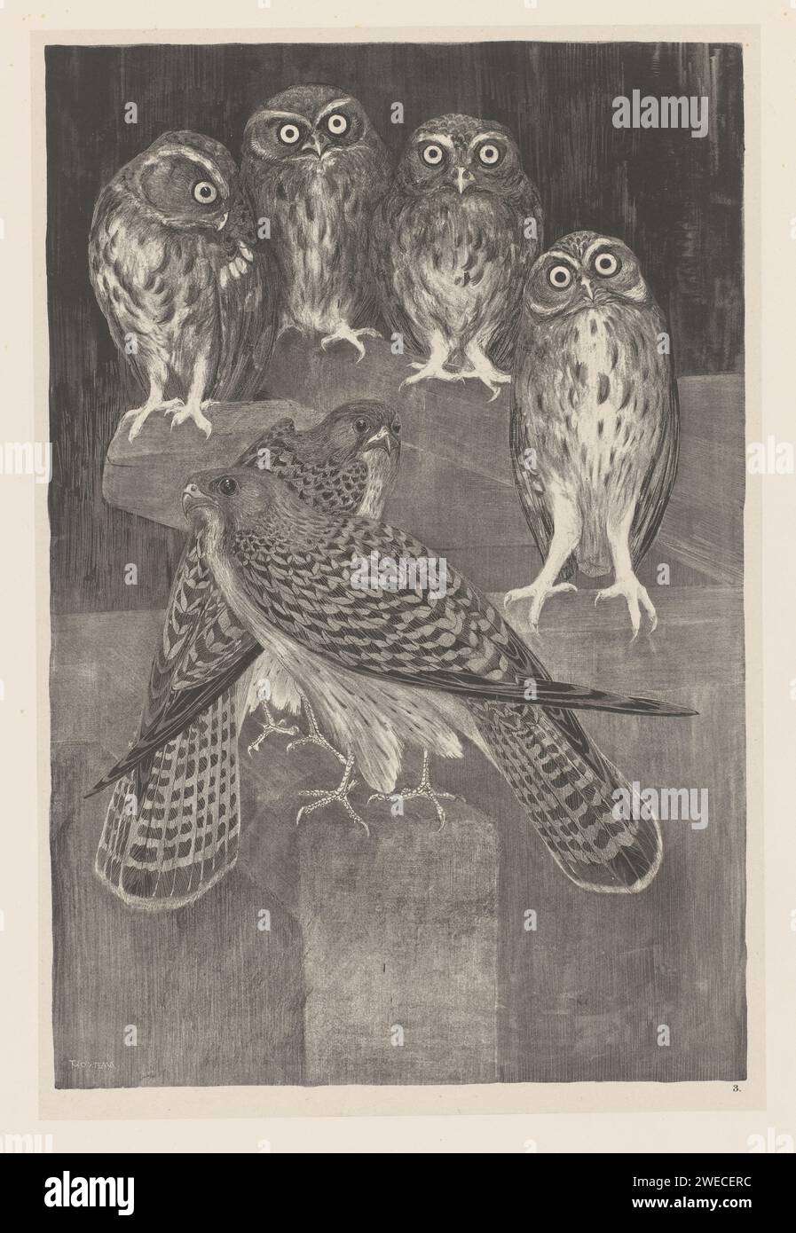 Four little owls and two kestrel, Theo van Hoytema, 1898 print paper ...