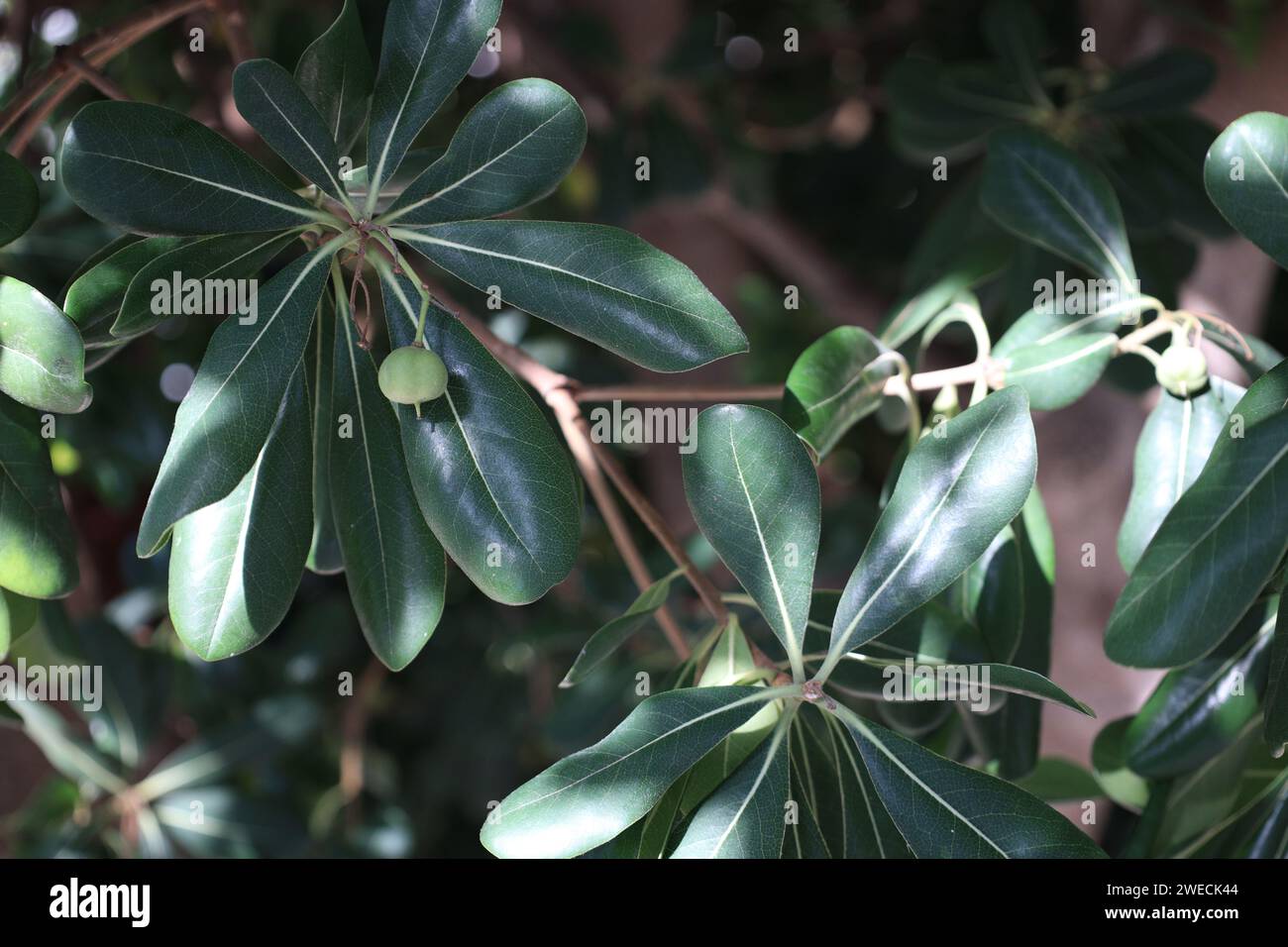 Beautiful pittosporum plant with green berries growing outdoors, closeup Stock Photo